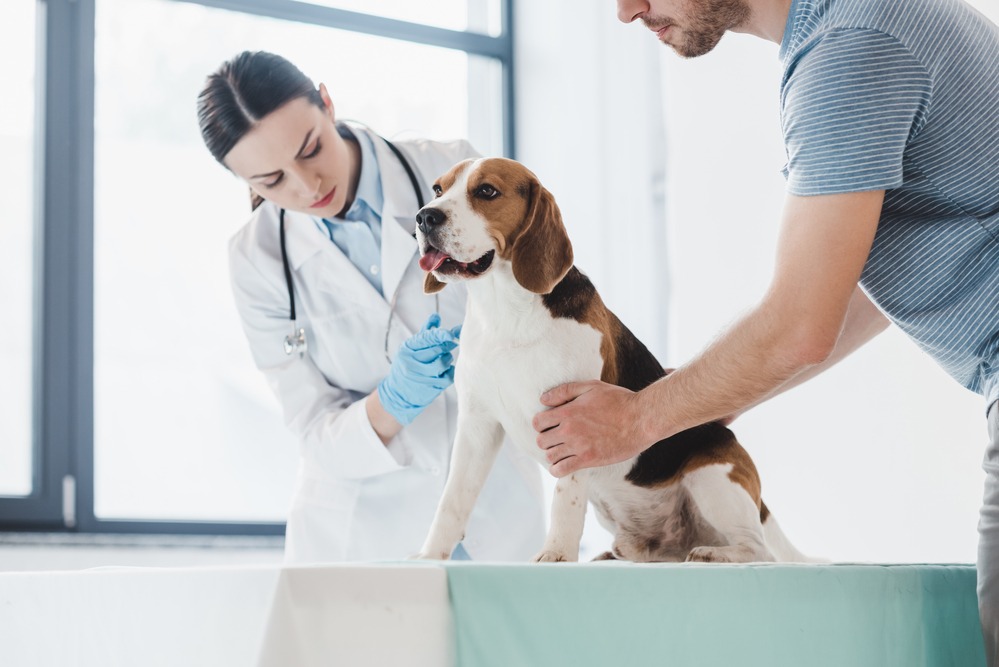 Comprehensive Veterinary Services: Caring for Your Pet’s Health and Well-Being